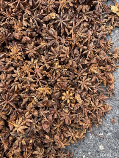 spice_26027_09f9f1c6_3.jpg