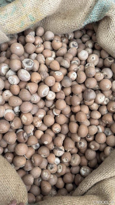 spice_26031_7c9c86d4_3.jpg