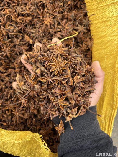 spice_26034_c0ff369f_1.jpg