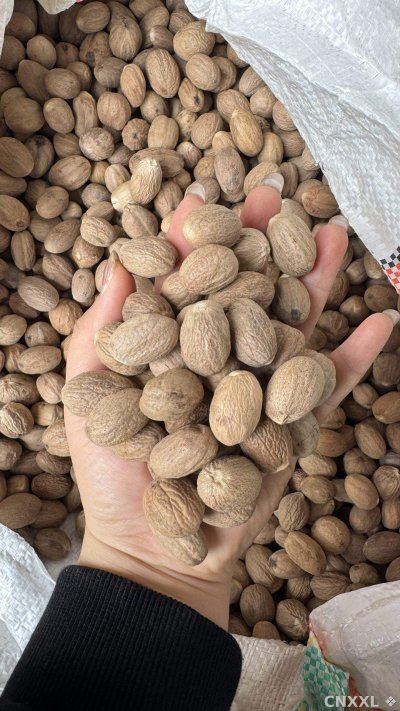 spice_26040_9165475f_2.jpg