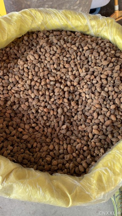 spice_26055_ad60139d_3.jpg