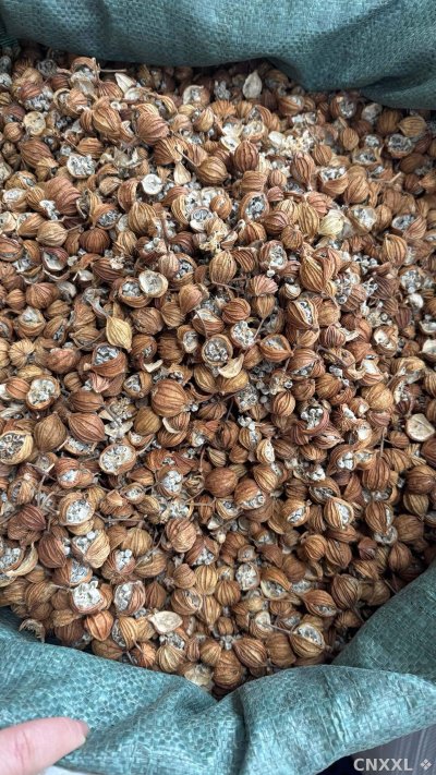 spice_26069_6f38af9e_3.jpg