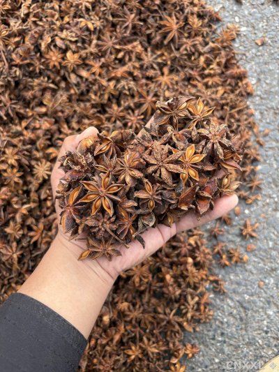 spice_26075_0b6afeed_1.jpg