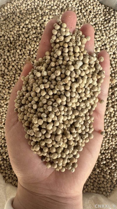 spice_26082_30c04d79_1.jpg