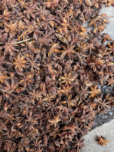 spice_26100_0ad1f80d_3.jpg