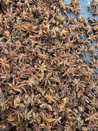 spice_26102_eaf76b7f_3.jpg