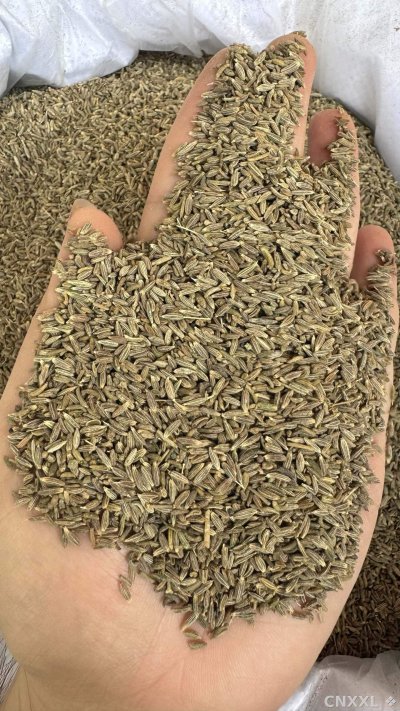 spice_26115_d37de35e_2.jpg