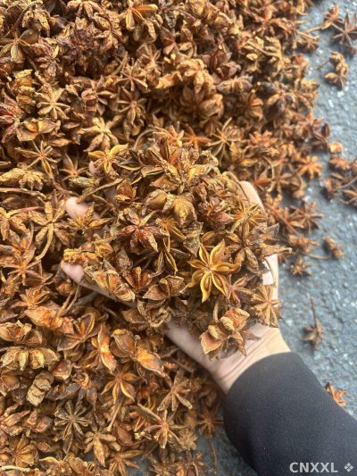 spice_26120_cdbc00ea_1.jpg
