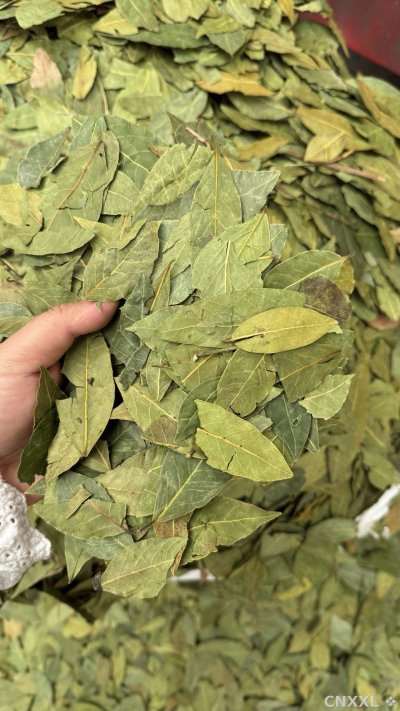 spice_26130_8f0170b5_1.jpg