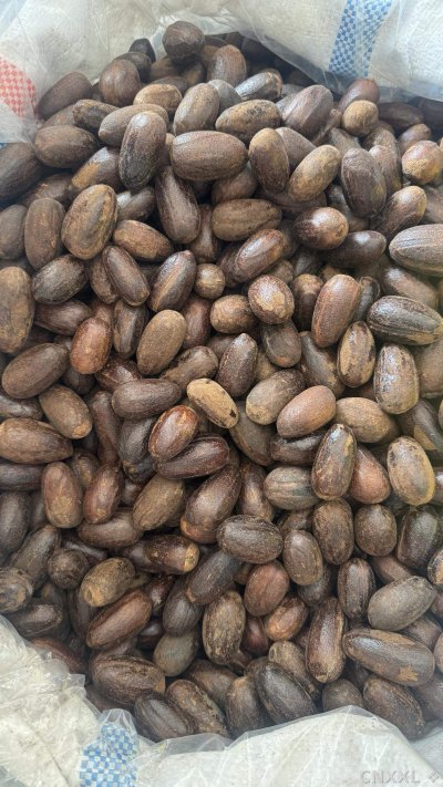 spice_26133_516c3b58_2.jpg