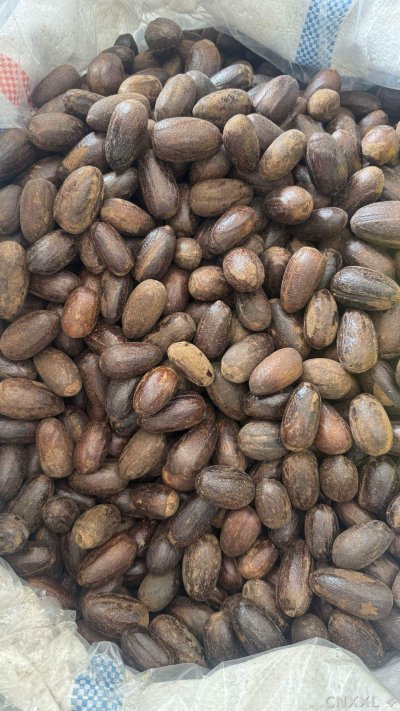 spice_26133_9e25b47b_3.jpg