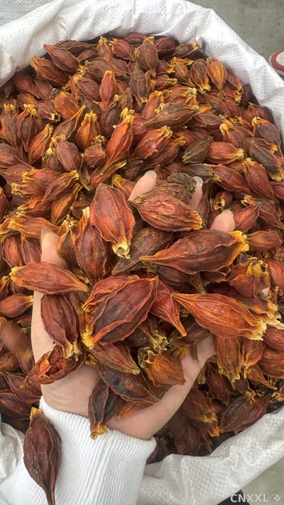 spice_26140_54eafb9c_1.jpg