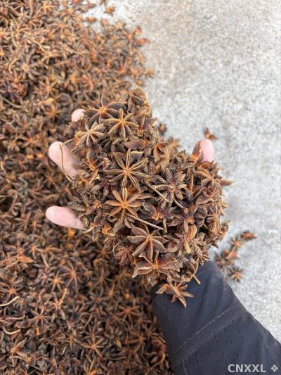 spice_26147_57f846ae_1.jpg