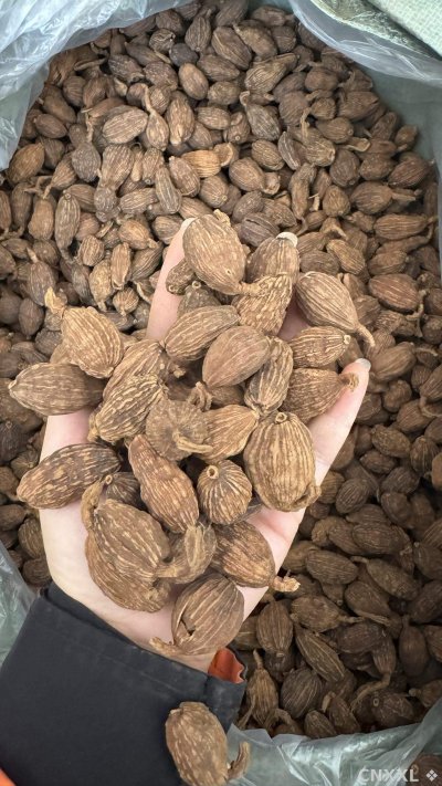spice_26150_4f694200_1.jpg