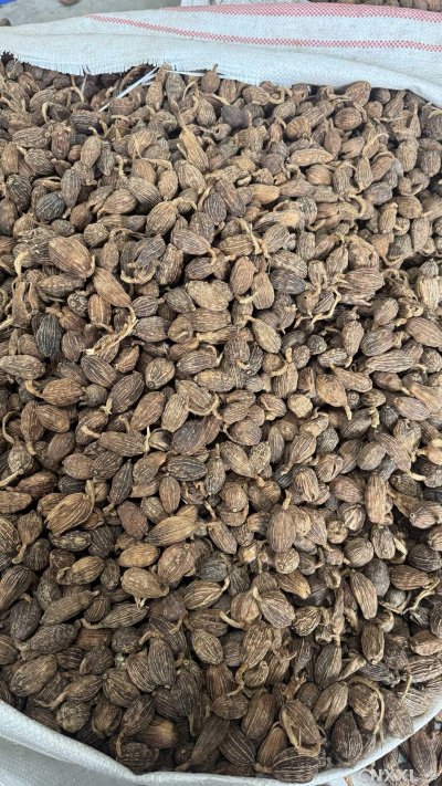 spice_26151_bedc1a23_3.jpg