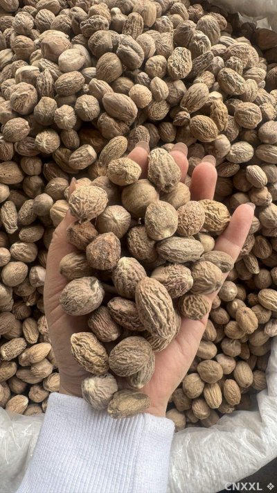 spice_26177_5f12a8d0_2.jpg