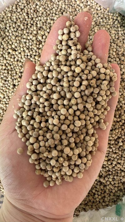spice_26179_8bec1aac_1.jpg