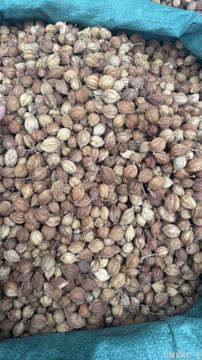 spice_26187_737c304e_3.jpg