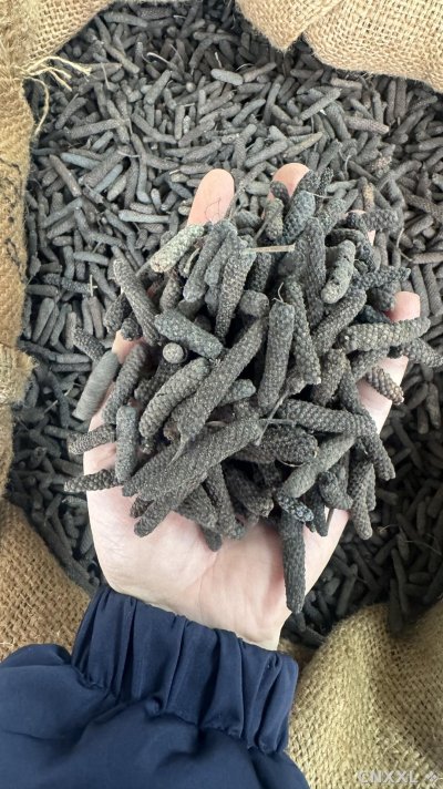 spice_26199_b66c10ba_1.jpg
