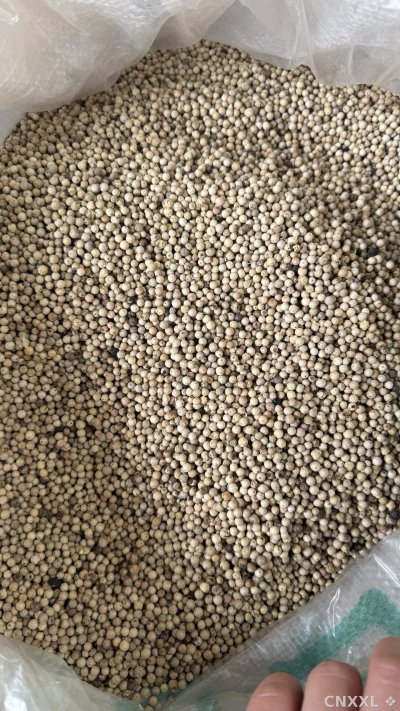 spice_26200_58248274_3.jpg