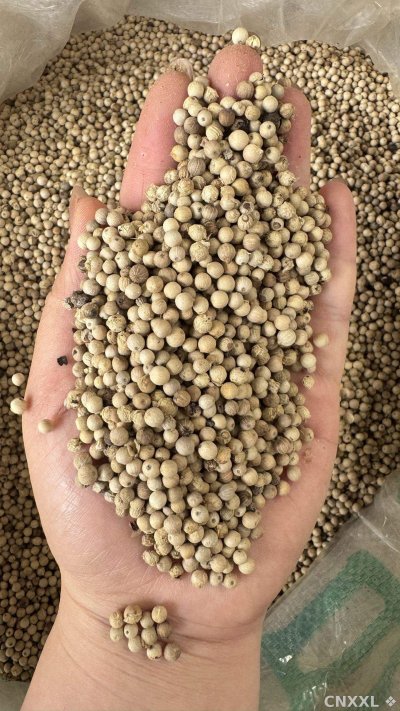 spice_26200_a5decbaf_2.jpg