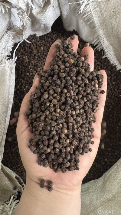 spice_26202_92d49bf0_2.jpg