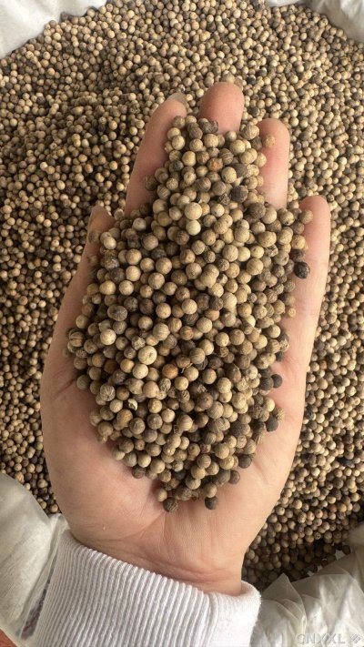 spice_26207_6ae5b0bb_2.jpg