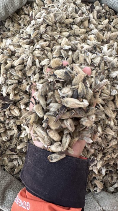 spice_26213_c4a2c6ae_2.jpg