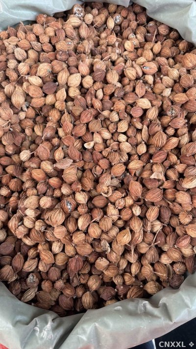 spice_26217_7b076fad_3.jpg