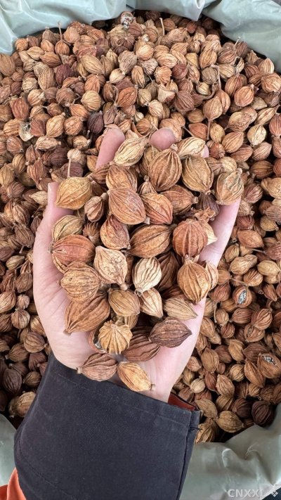 spice_26217_ba9cb7ab_1.jpg