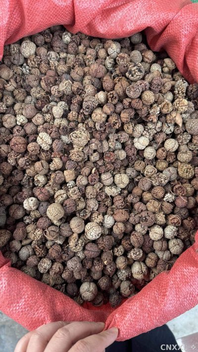 spice_26218_f8a802d1_3.jpg