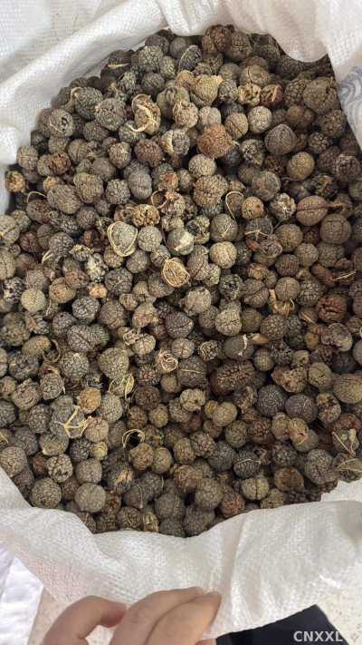 spice_26231_02acf2ac_3.jpg