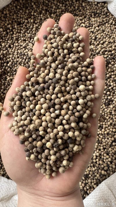 spice_26233_fc5a2145_1.jpg