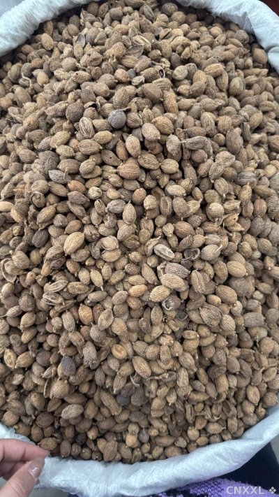 spice_26242_8aa6e8d8_3.jpg