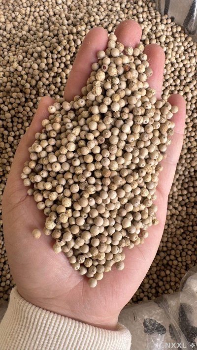 spice_26247_38fd186e_2.jpg