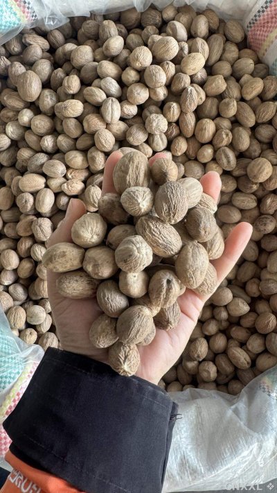 spice_26286_290f1f7a_2.jpg