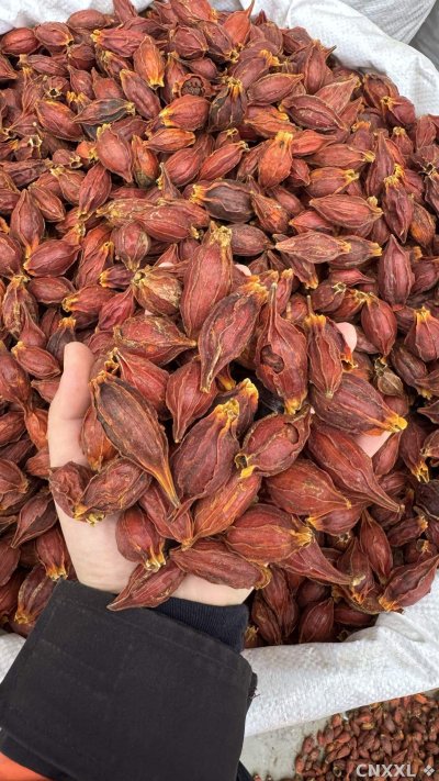 spice_26292_1f2cc07b_2.jpg