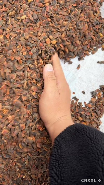 spice_26294_2eec4b39_1.jpg