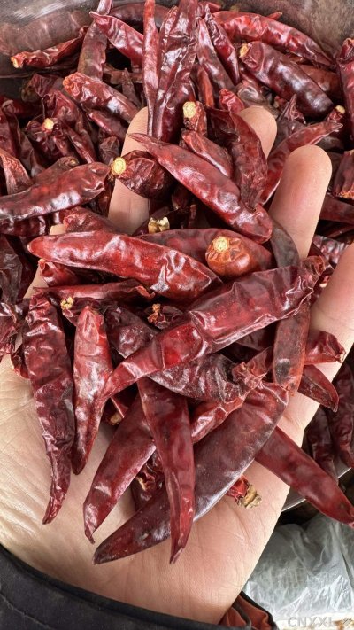 spice_26301_b07839f2_1.jpg