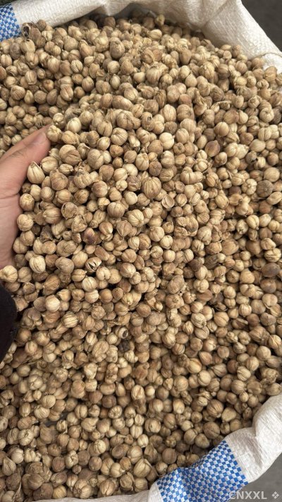 spice_26302_9fcdba0e_3.jpg