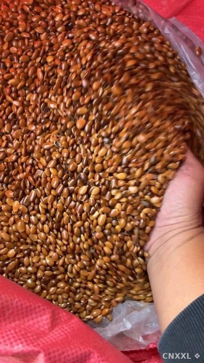 spice_26306_c837b51e_1.jpg