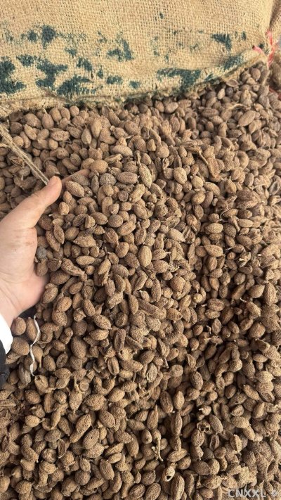 spice_26318_c65e7e1e_3.jpg