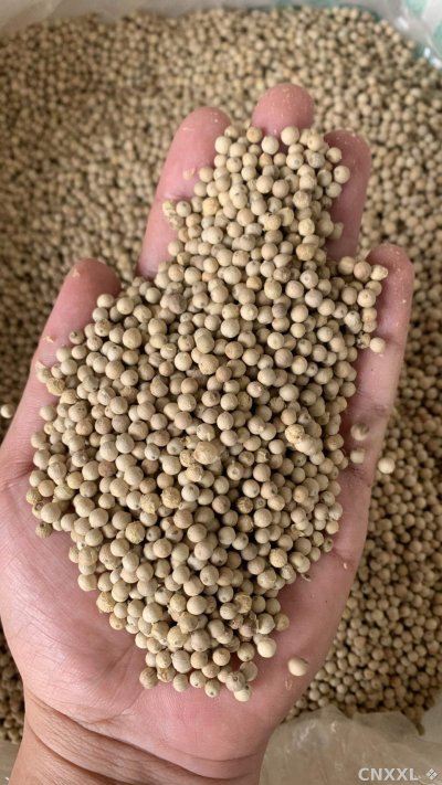 spice_26333_815f4a70_2.jpg