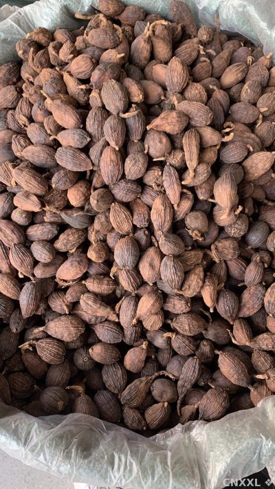 spice_26339_47cf5060_3.jpg