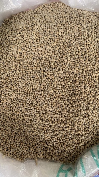 spice_26358_bf37eb03_3.jpg