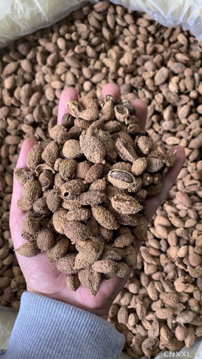 spice_26363_119c61cf_1.jpg