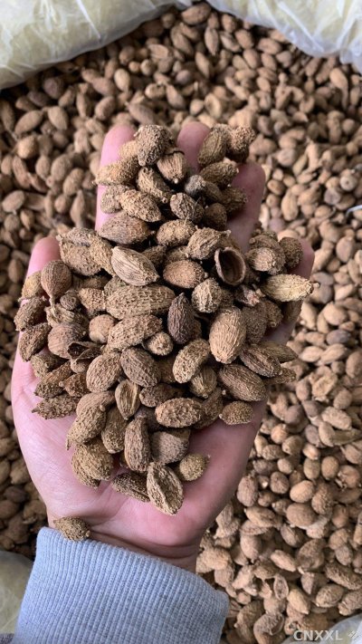 spice_26363_c5267b3c_2.jpg