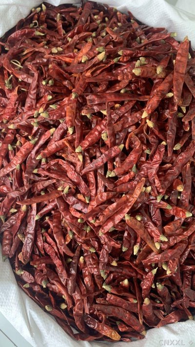 spice_26364_20ce4fe1_3.jpg