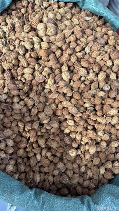 spice_26379_95f76fa7_3.jpg