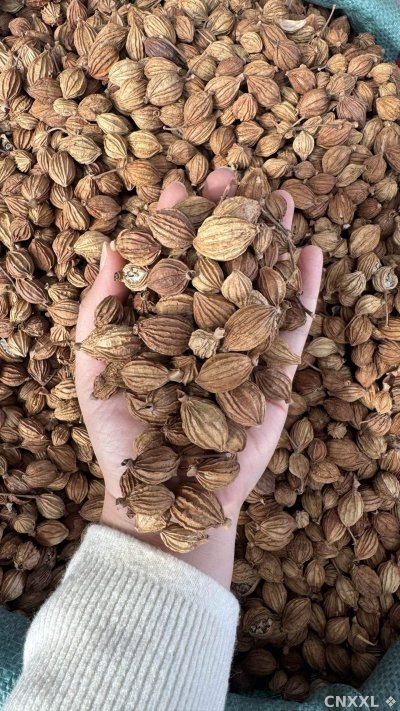 spice_26379_f973c6ef_2.jpg